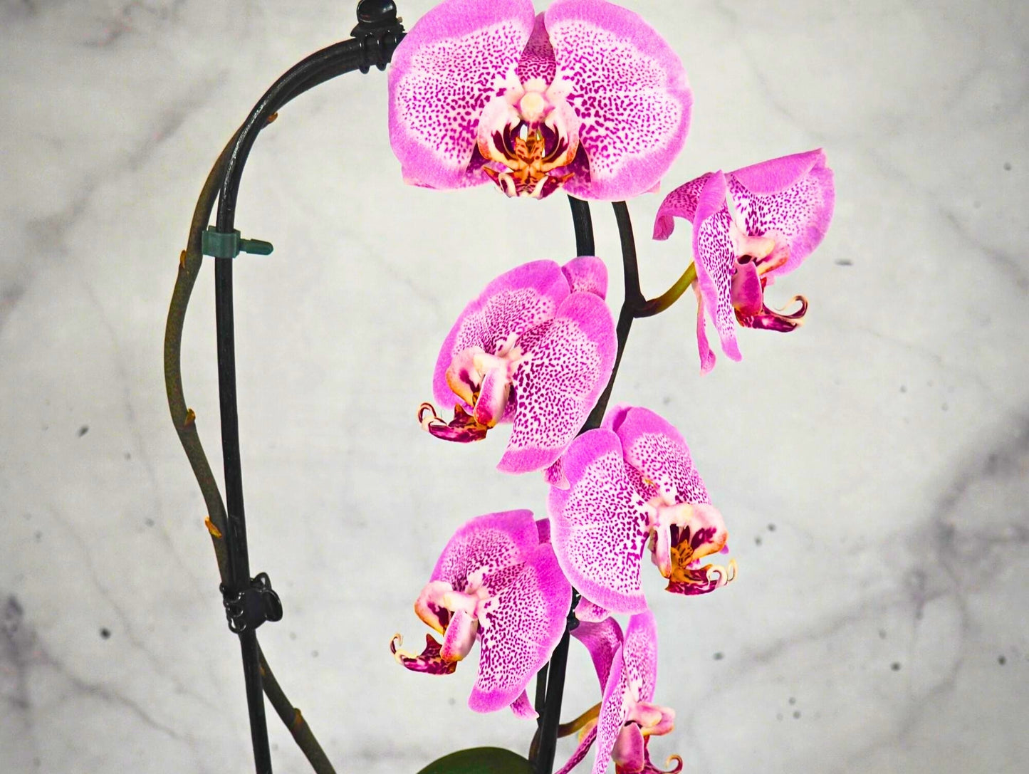 Orchidea Phalaenopsis Kokedama Magenta Dot