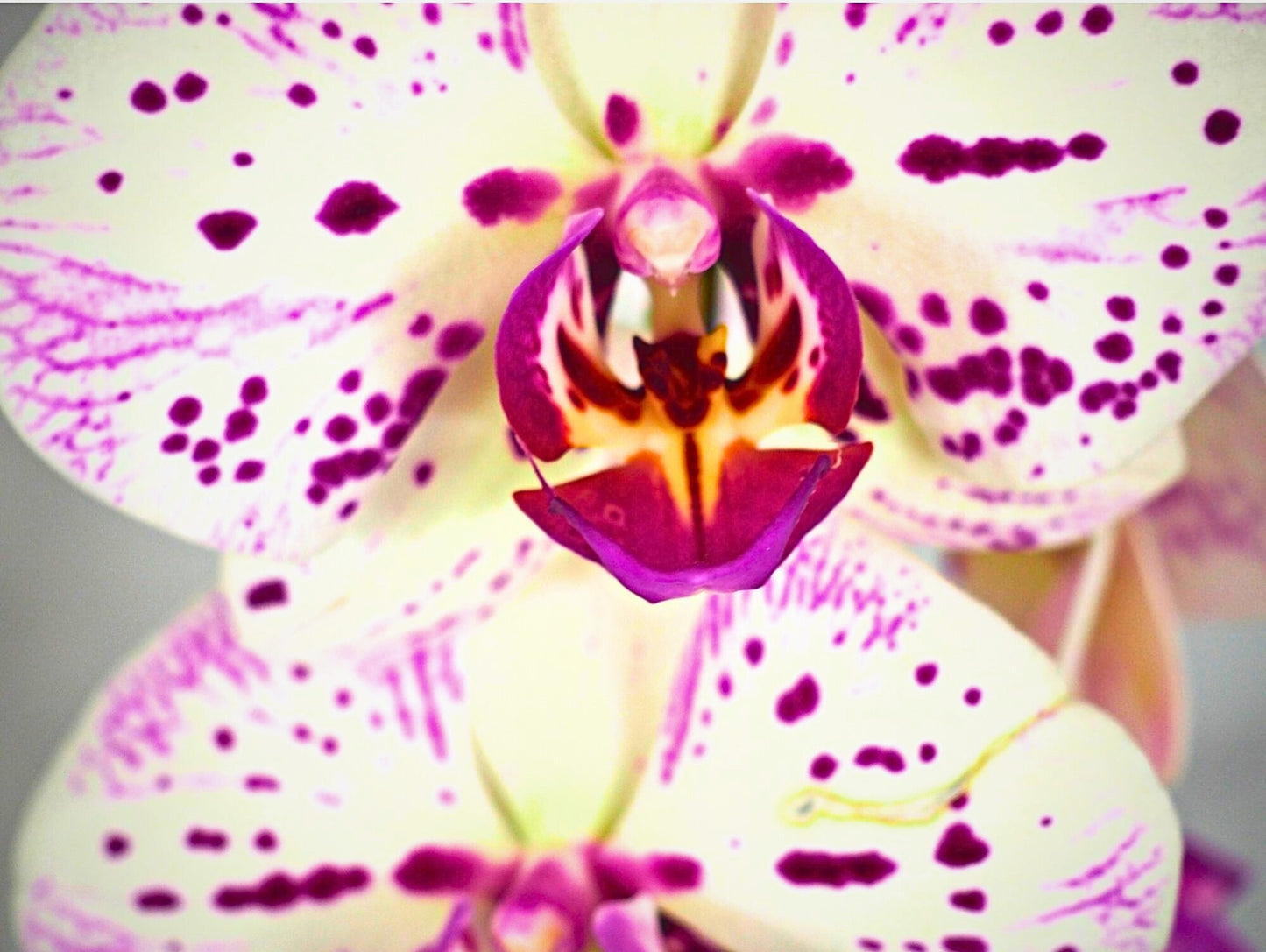 Orchidea Phalaenopsis Kokedama White Magenta