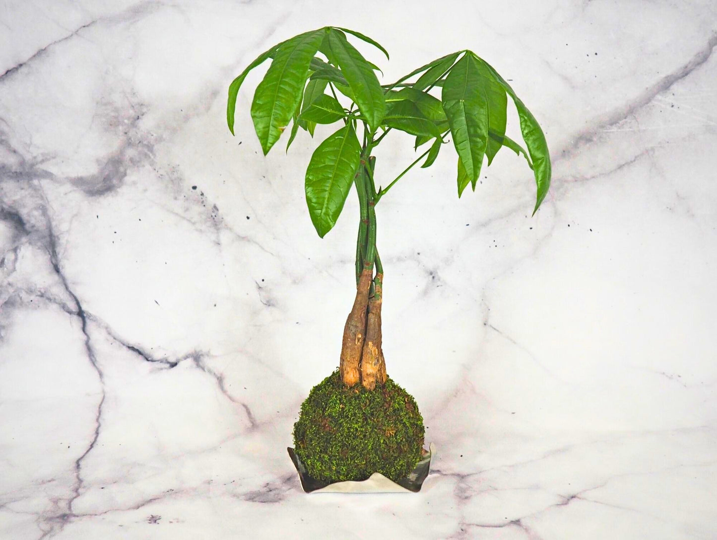 Pachira Kokedama