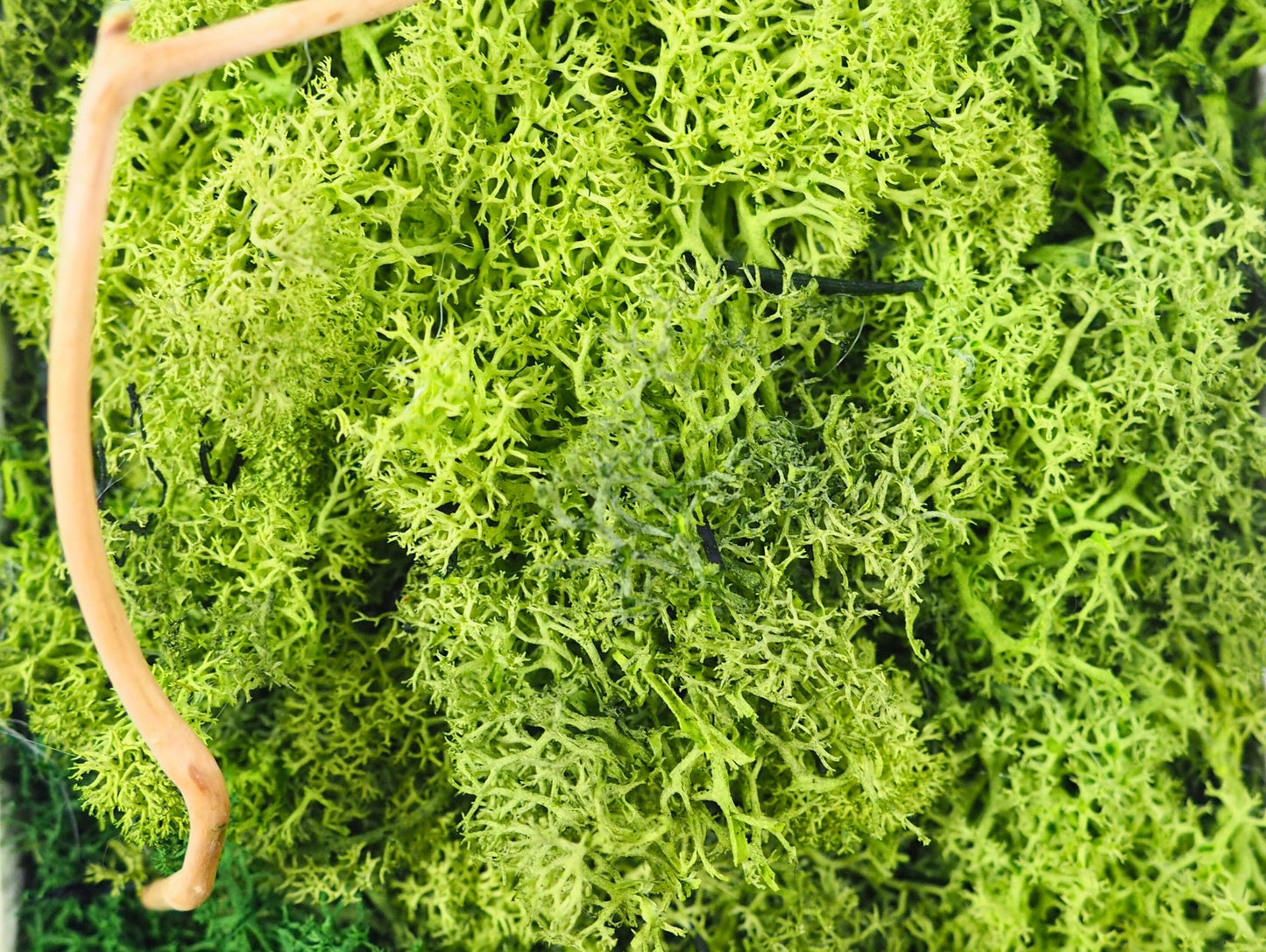 Quadro Vegetale Stabilizzato Red Carthamus