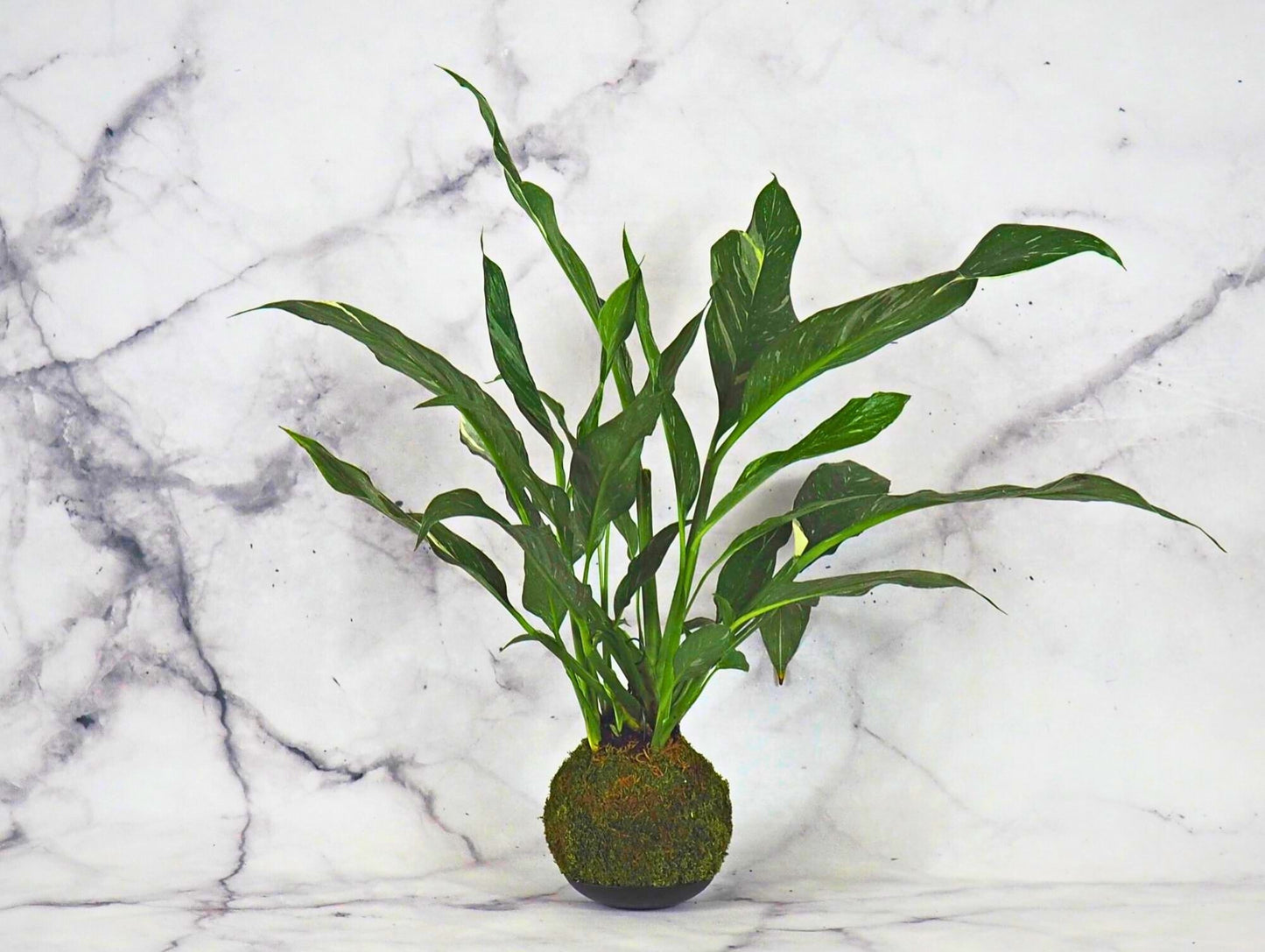Spathiphyllum Diamond Kokedama