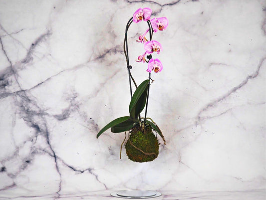 Orchidea Phalaenopsis Kokedama Magenta Dot