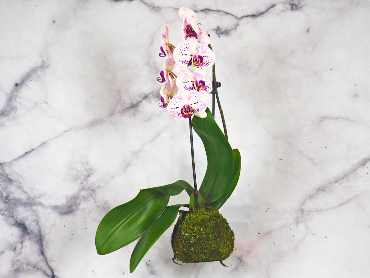 Orchidea Phalaenopsis Kokedama White Magenta