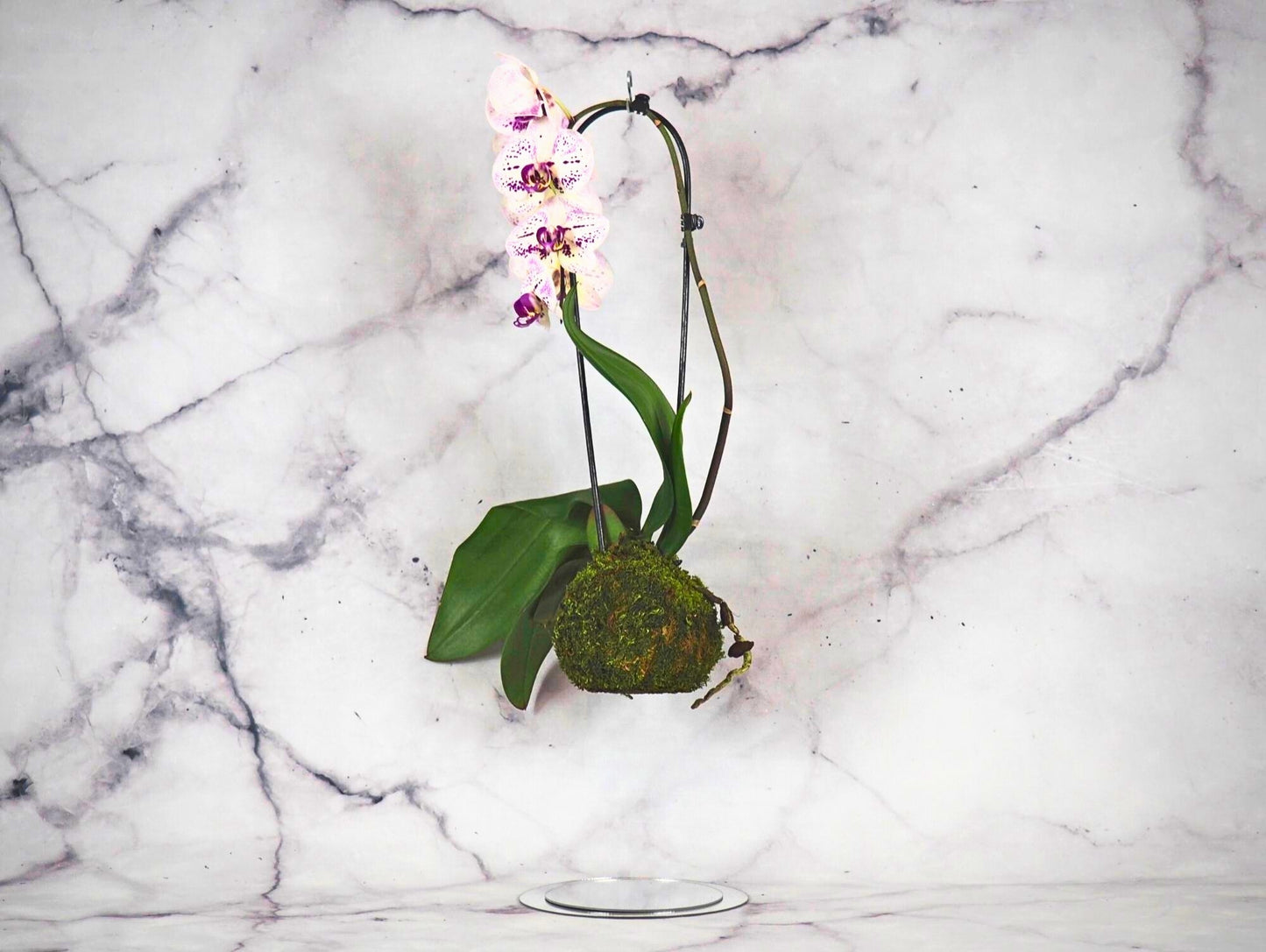 Orchidea Phalaenopsis Kokedama White Magenta
