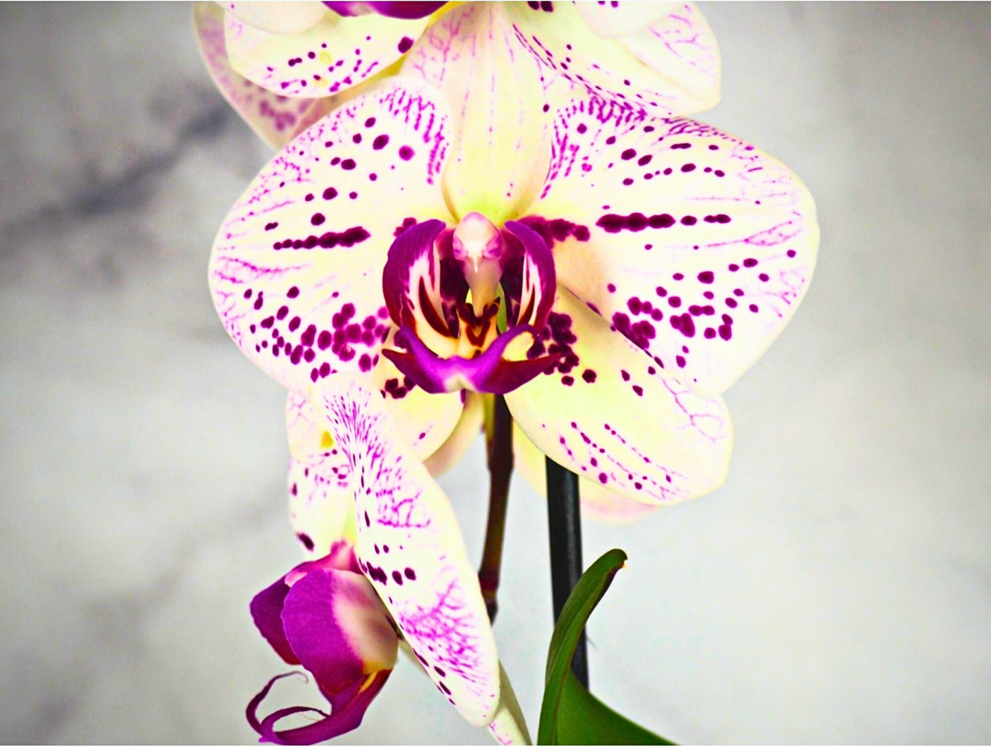 Orchidea Phalaenopsis Kokedama White Magenta