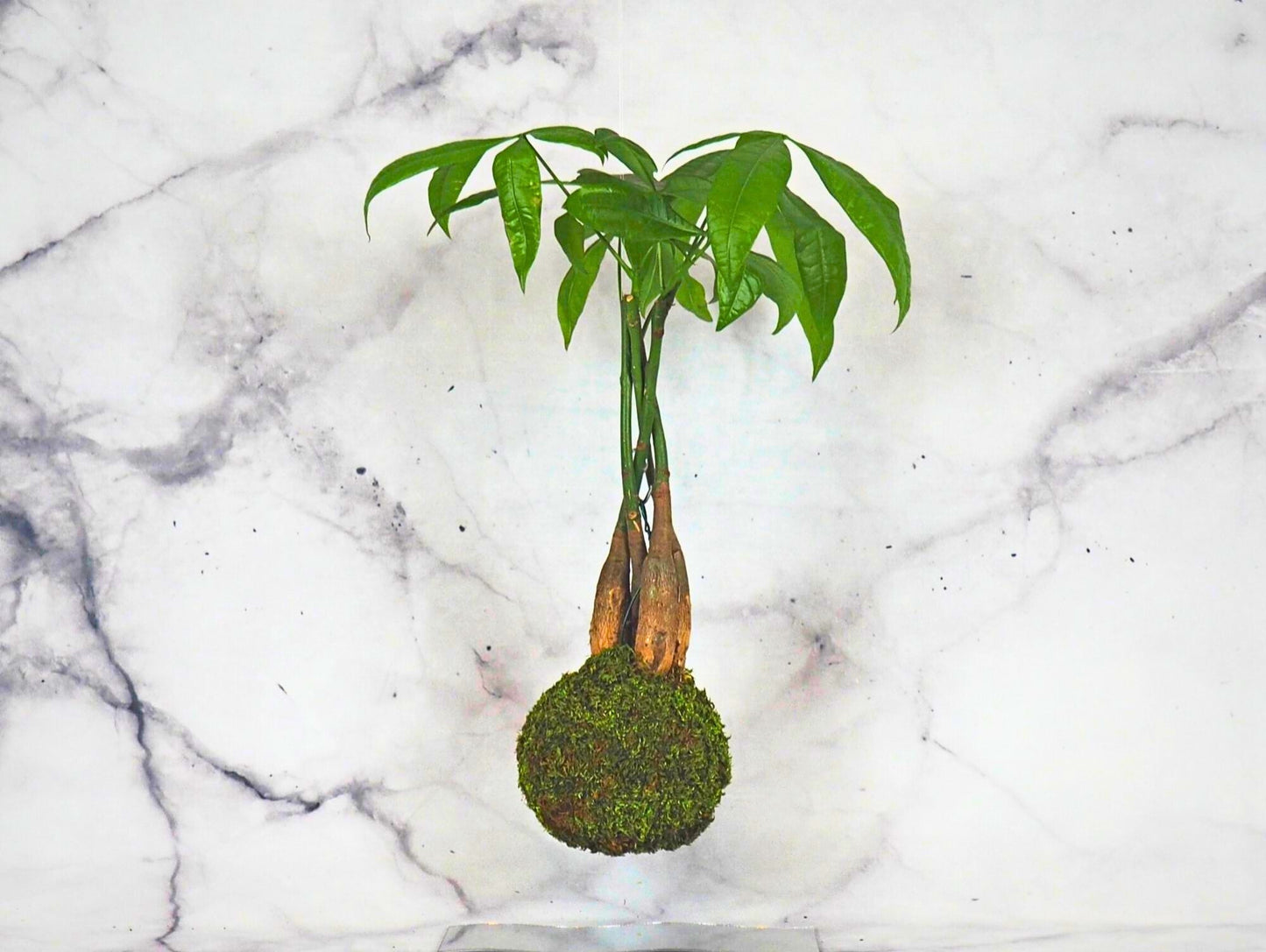 Pachira Kokedama