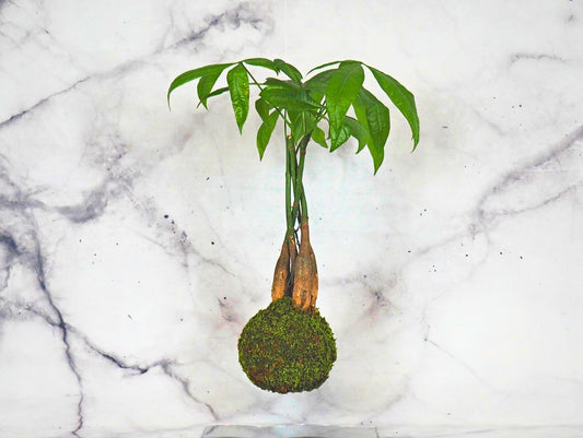 Pachira Kokedama