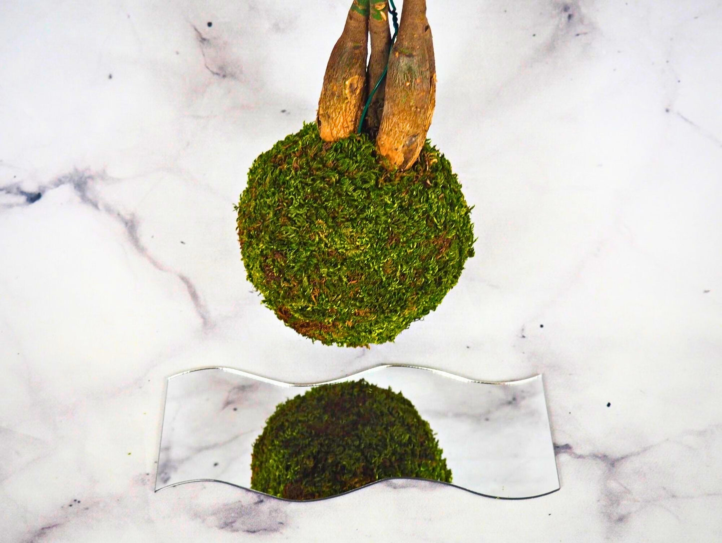 Pachira Kokedama