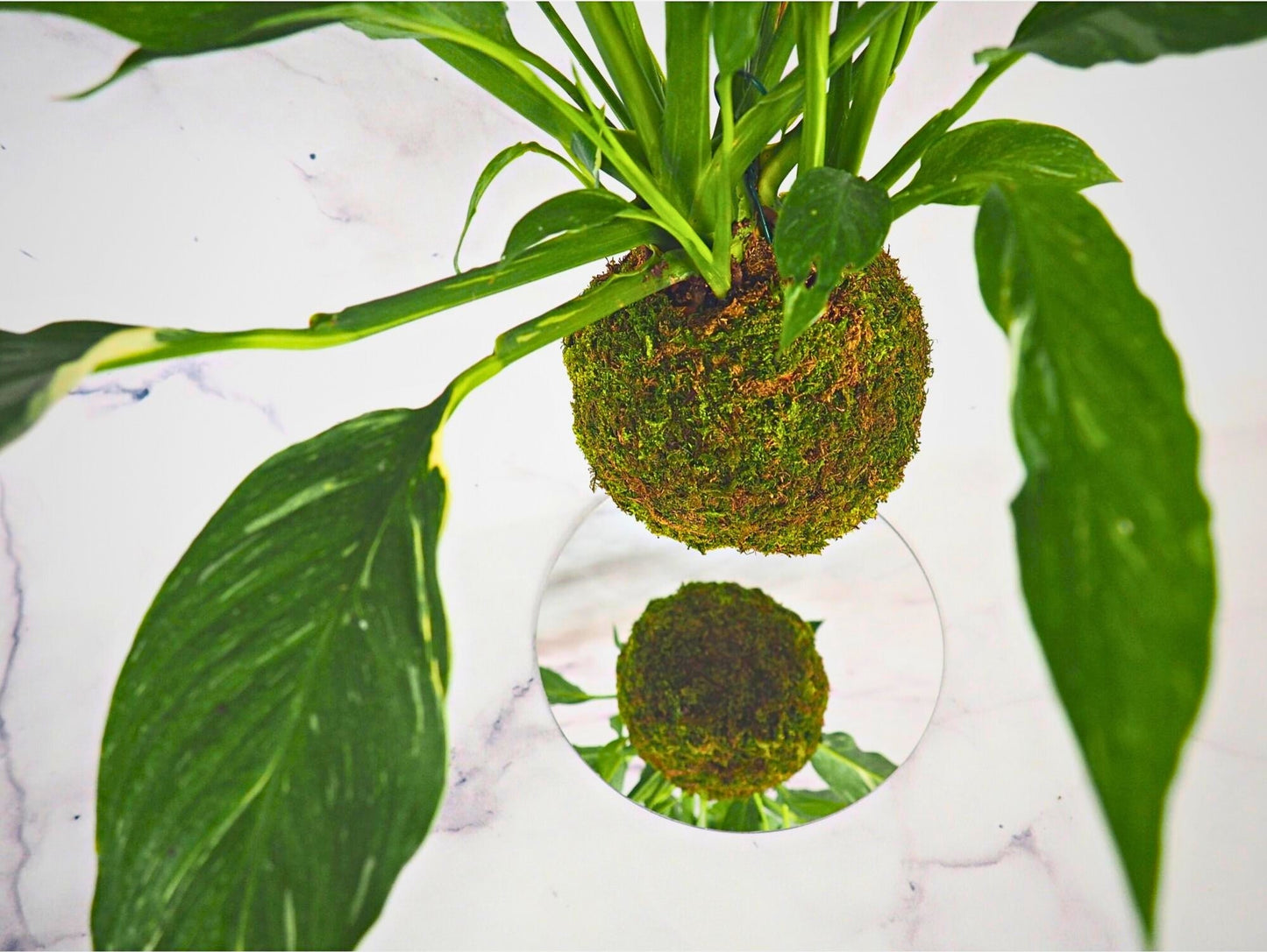 Spathiphyllum Diamond Kokedama