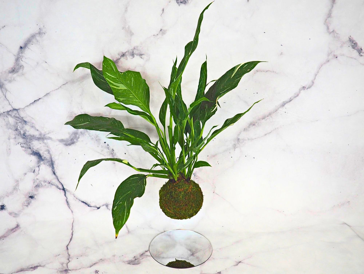 Spathiphyllum Diamond Kokedama