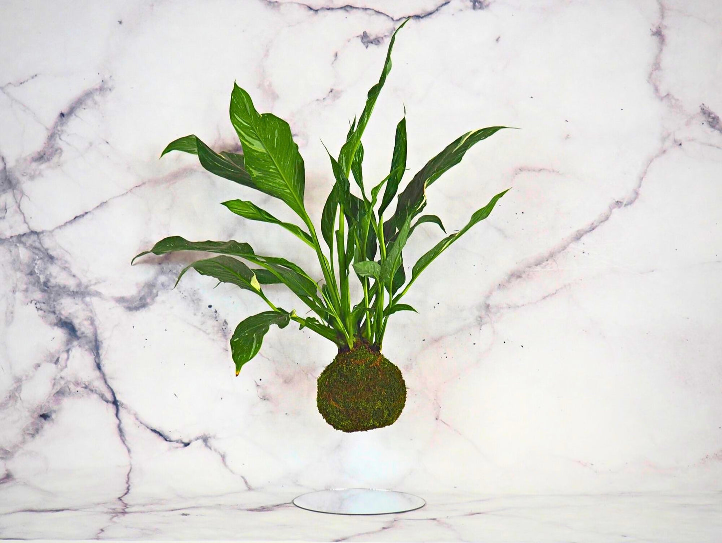 Spathiphyllum Diamond Kokedama